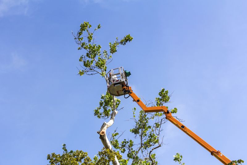 Ornamental Tree Trimming