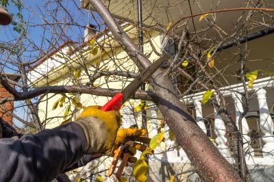 Ornamental Tree Trimming