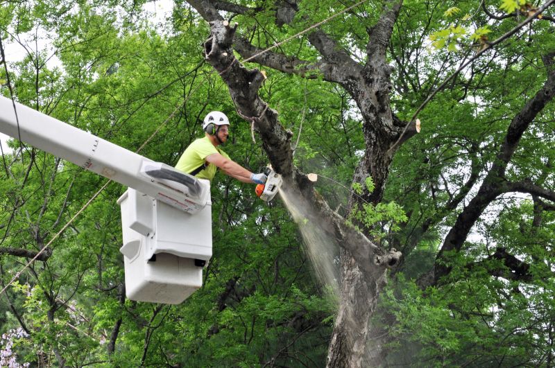 Fallen Tree Removal Equipment in Action