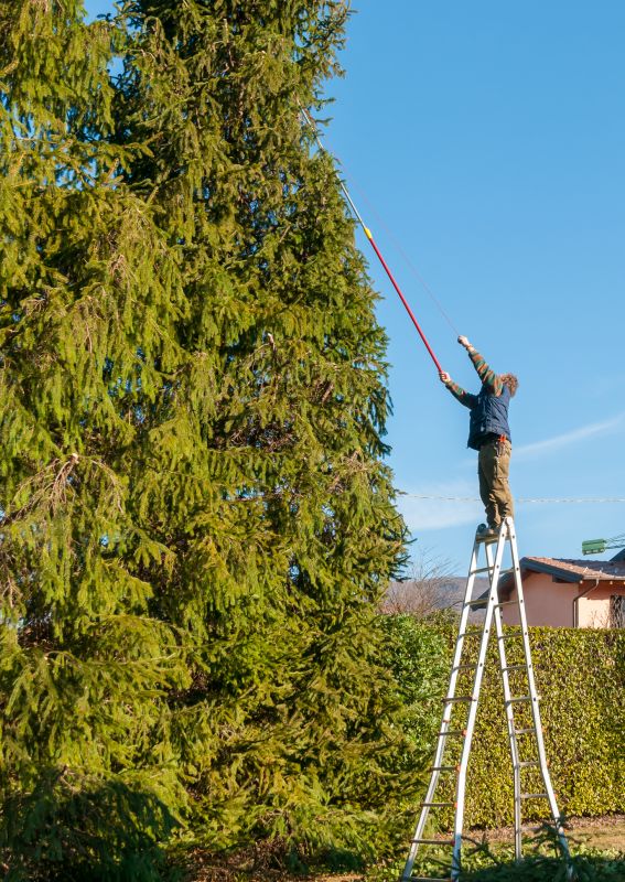 Ornamental Tree Trimming
