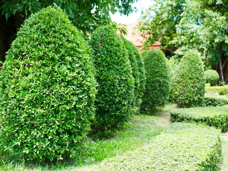 Healthy Ornamental Trees