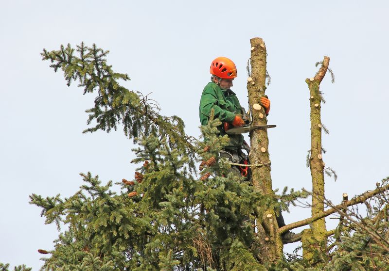 Winter Tree Preparation