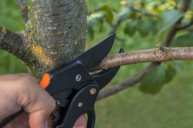 Healthy Branch Removal