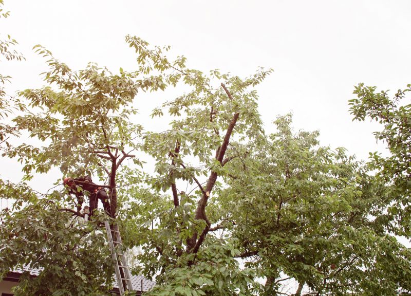 Products For Ornamental Tree Trimmings in use