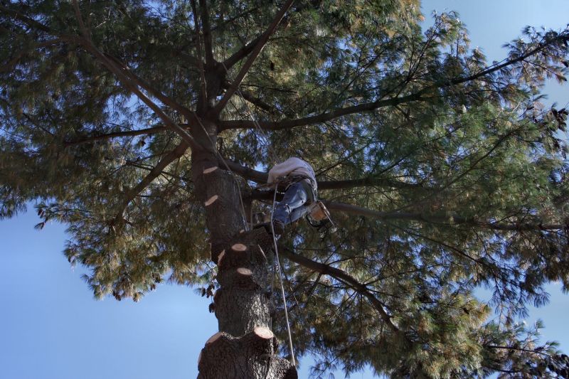 Arborist Tree Trimming