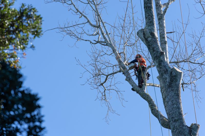 Skilled Tree Pruning