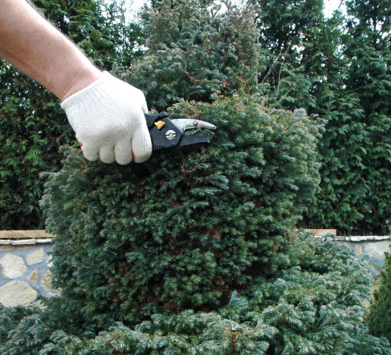 Expert Tree Trimming
