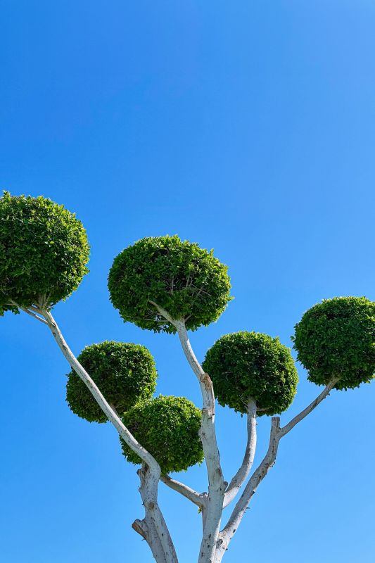 Prevent Overgrowth and Hazards