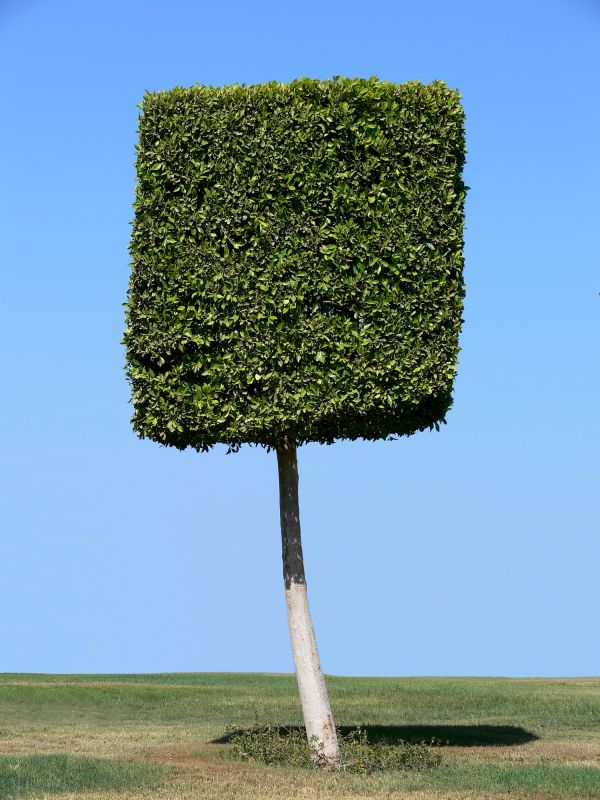 Promote Healthy Growth